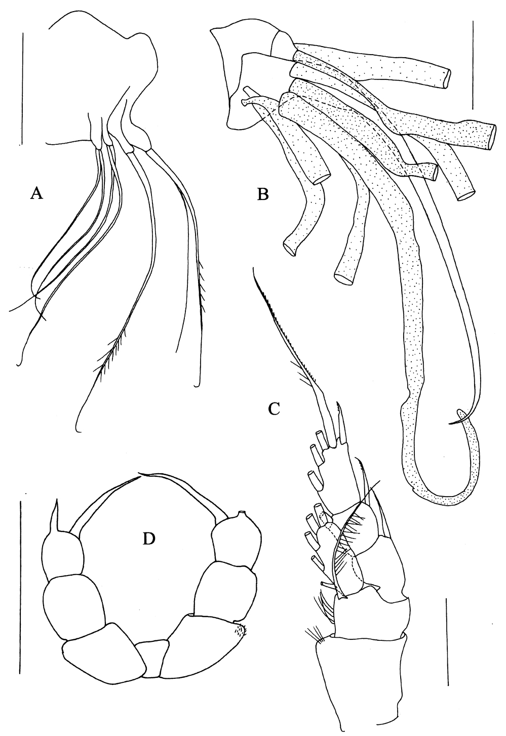 Species Kyphocalanus sp.1 - Plate 3 of morphological figures
