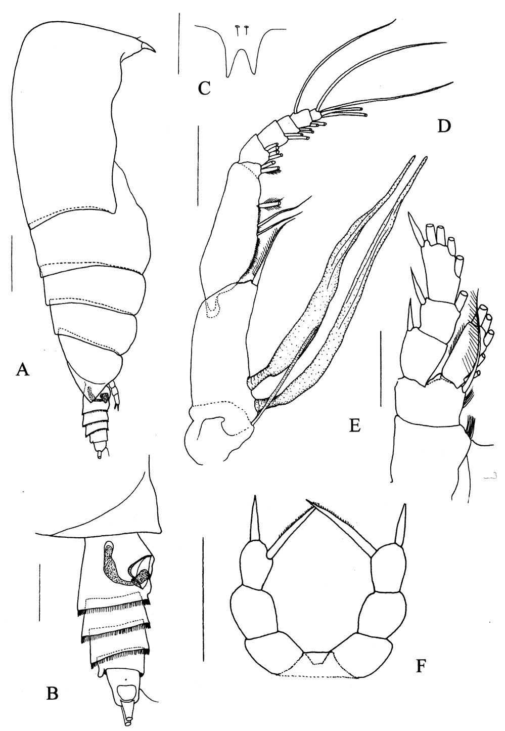 Species Kyphocalanus sp.2 - Plate 1 of morphological figures