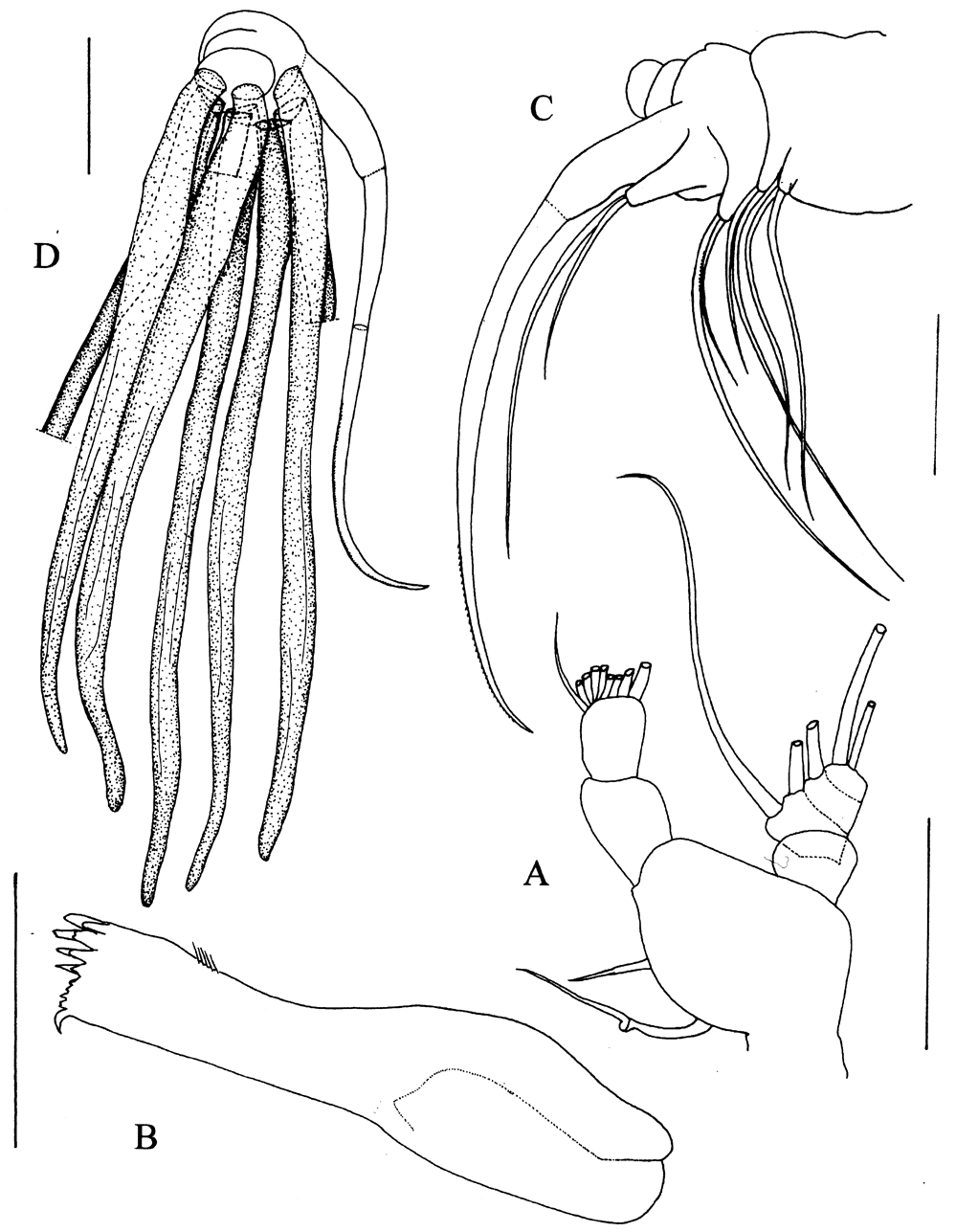 Species Kyphocalanus sp.2 - Plate 2 of morphological figures