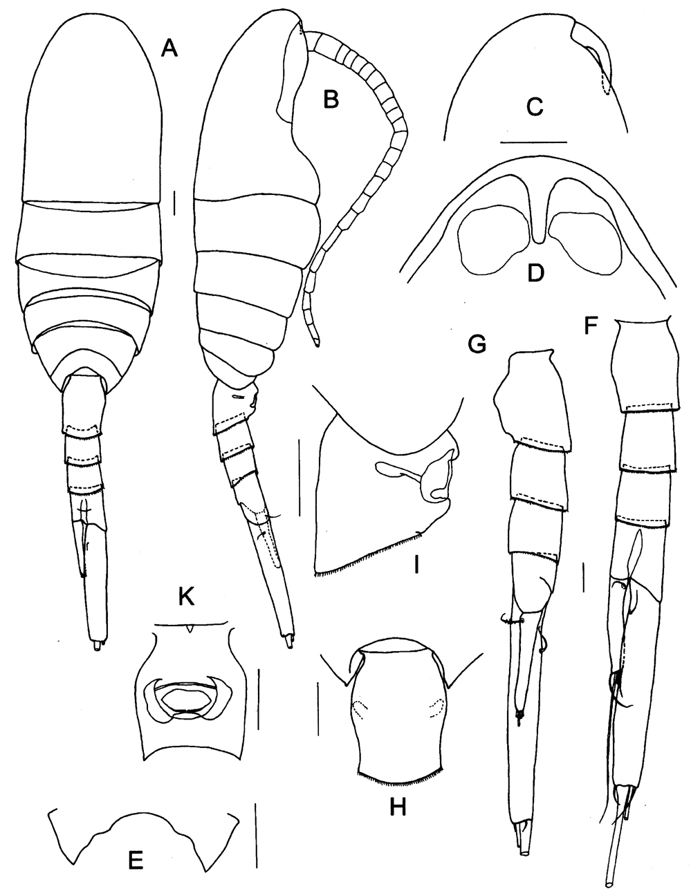 Species Caudacalanus mirus - Plate 1 of morphological figures