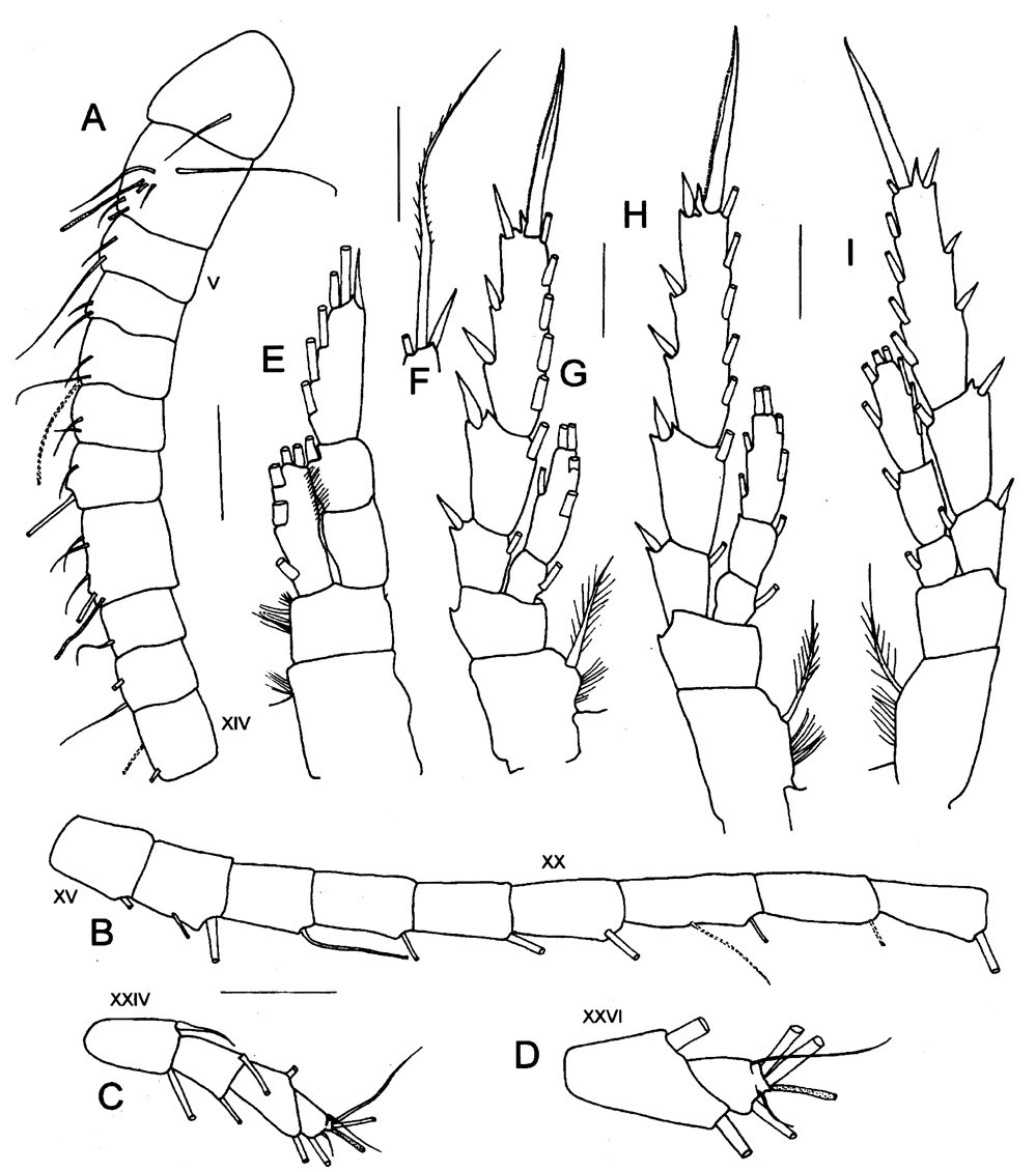 Species Caudacalanus mirus - Plate 3 of morphological figures