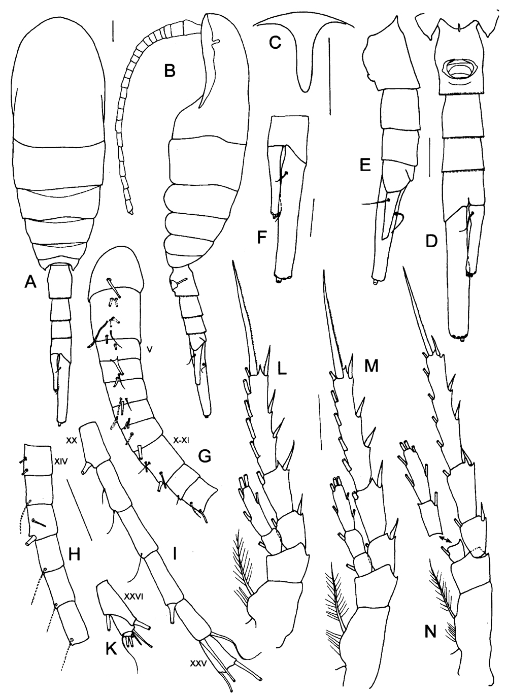 Species Caudacalanus vicinus - Plate 1 of morphological figures