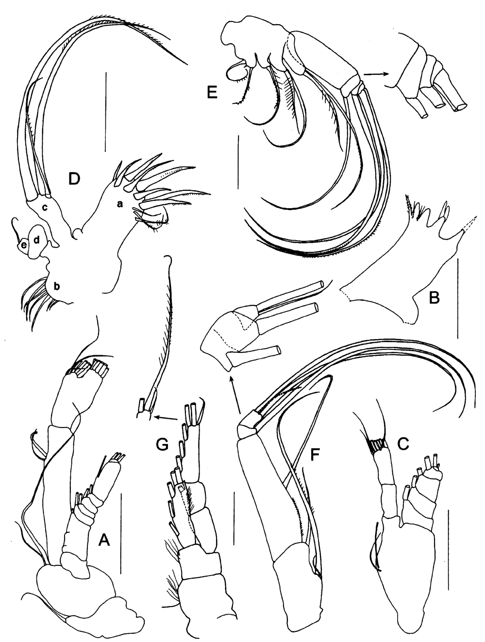 Espce Caudacalanus vicinus - Planche 2 de figures morphologiques