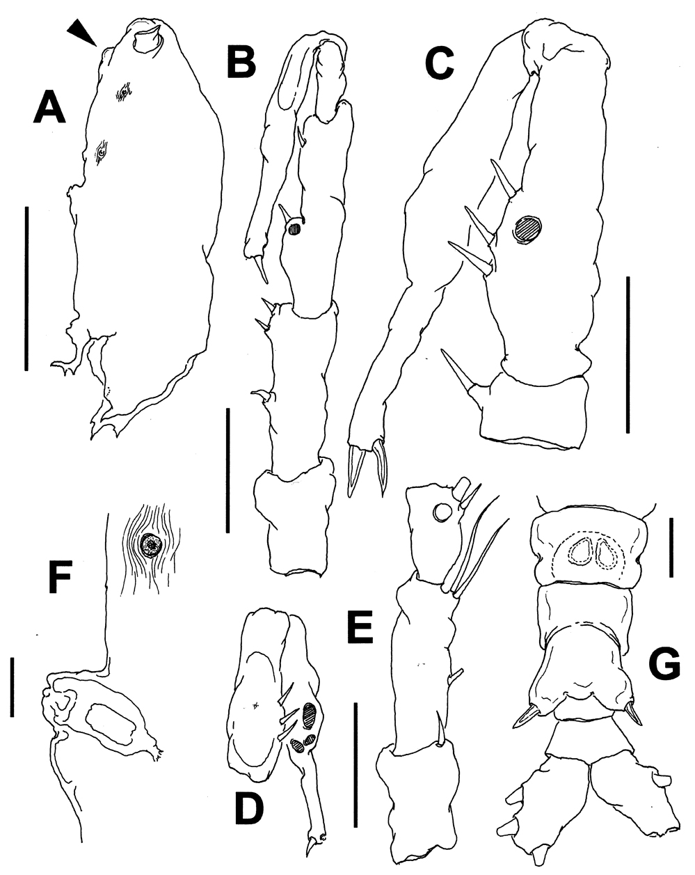 Espce Monstrilla longiremis - Planche 10 de figures morphologiques