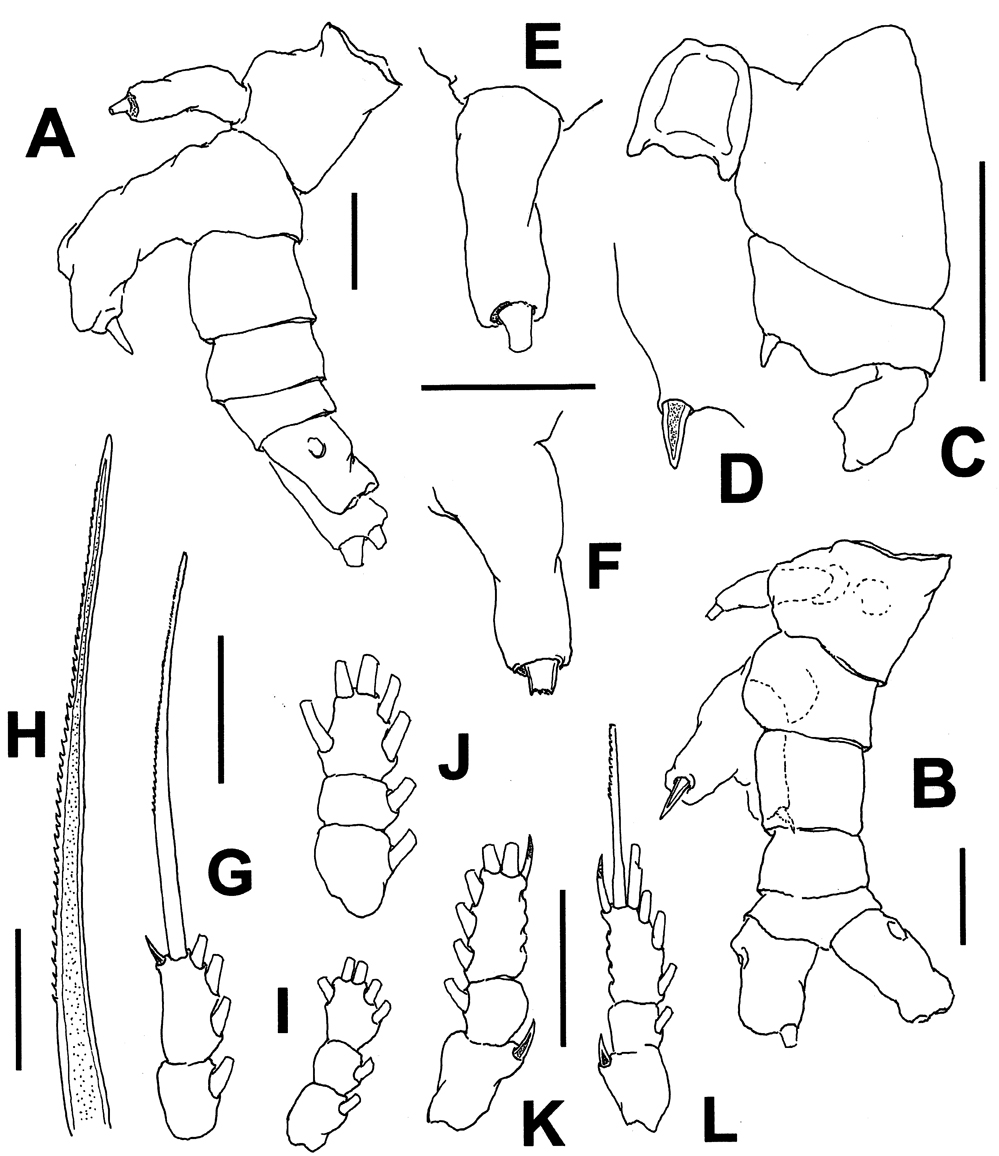 Species Monstrilla longiremis - Plate 11 of morphological figures