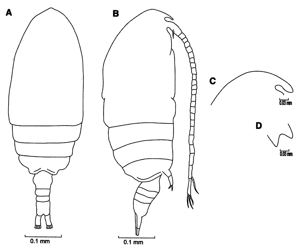 Species Parvocalanus arabiensis - Plate 1 of morphological figures