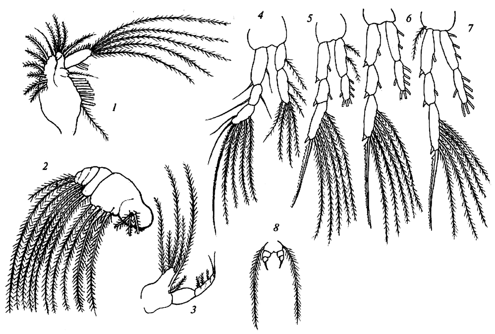Espce Acartia mollicula - Planche 2 de figures morphologiques
