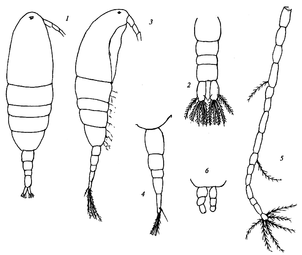 Espce Acartia mollicula - Planche 5 de figures morphologiques