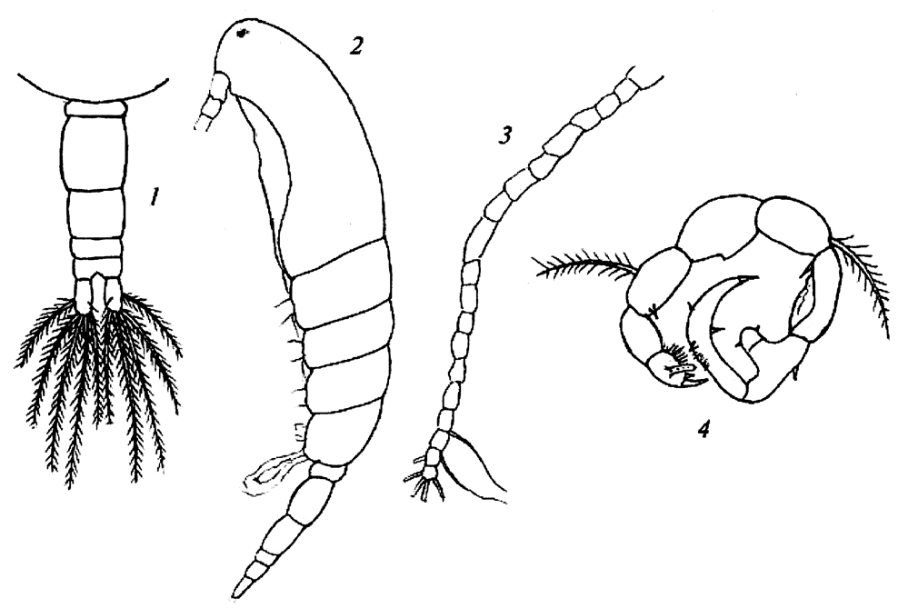 Espèce Acartia eremeevi - Planche 6 de figures morphologiques