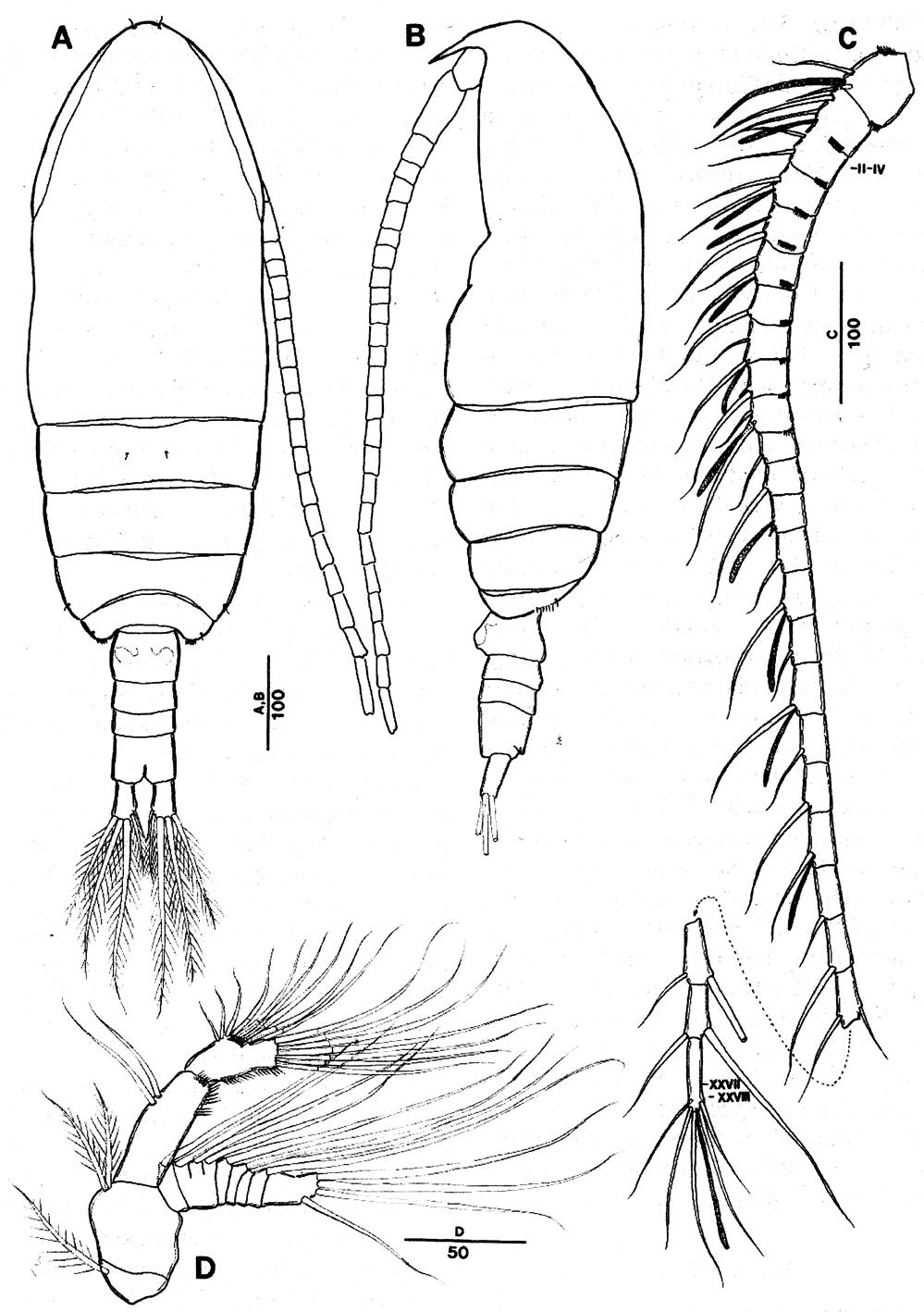 Species Bestiolina coreana - Plate 1 of morphological figures