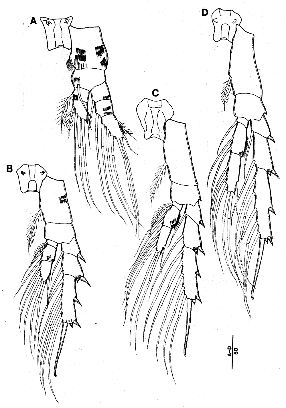 Species Bestiolina coreana - Plate 3 of morphological figures