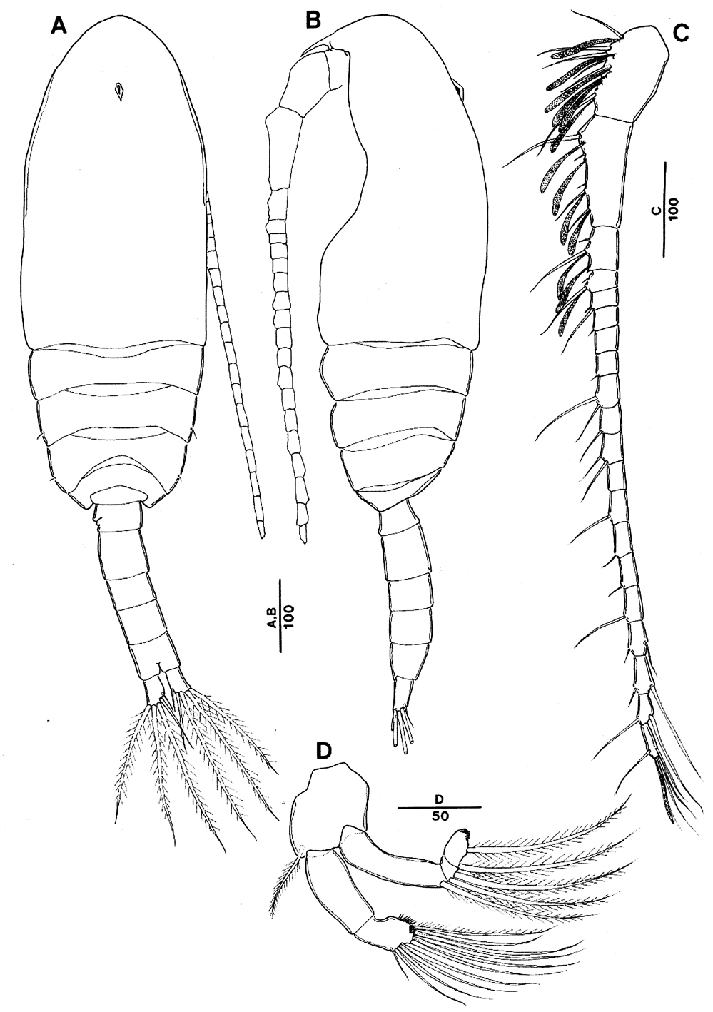 Species Bestiolina coreana - Plate 9 of morphological figures