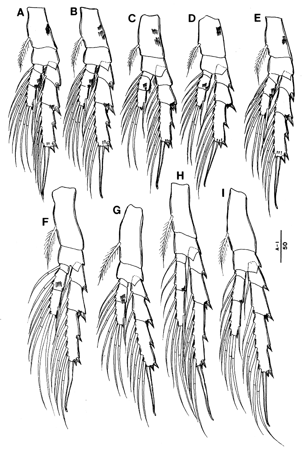 Species Bestiolina coreana - Plate 6 of morphological figures