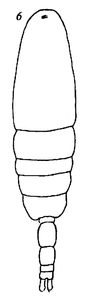 Espèce Acartia eremeevi - Planche 5 de figures morphologiques