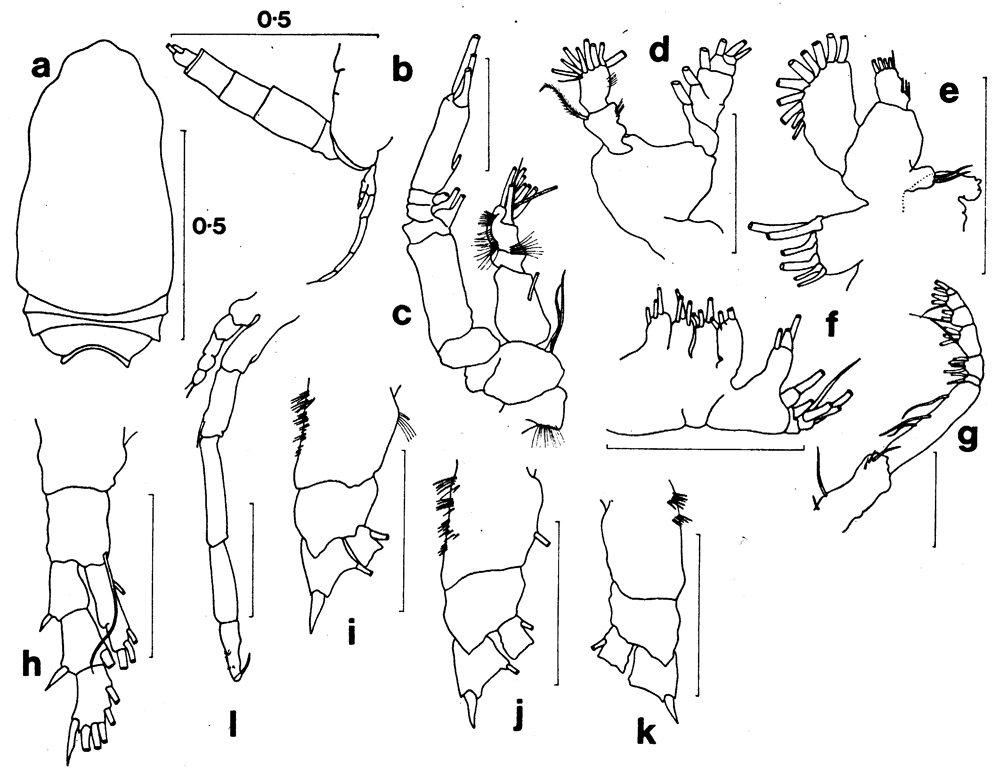 Espèce Spinocalanus sp. - Planche 2 de figures morphologiques