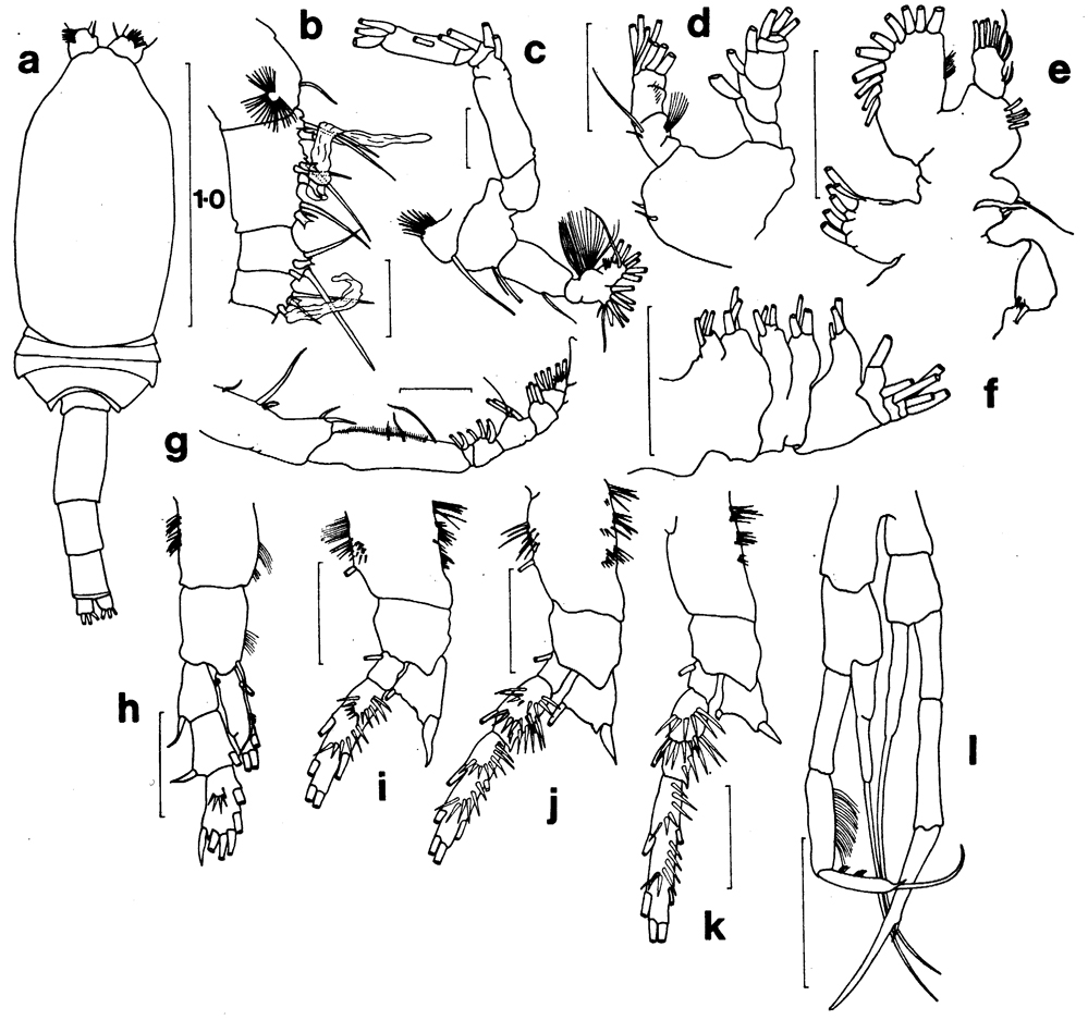 Species Spinocalanus sp. A - Plate 1 of morphological figures