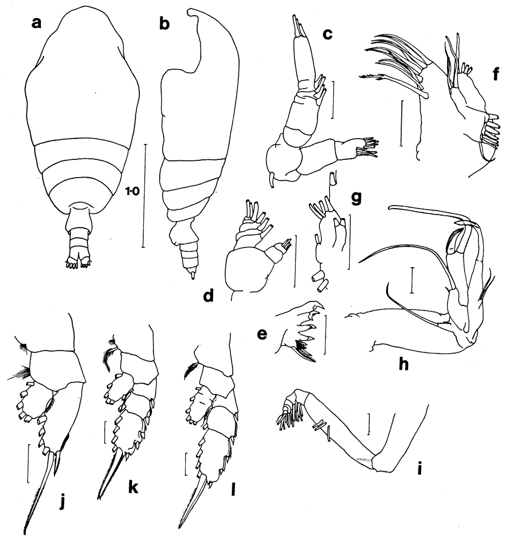 Espèce Chiridiella ovata - Planche 4 de figures morphologiques