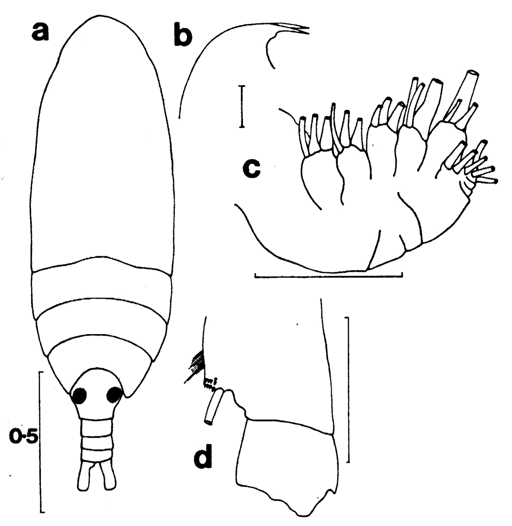Species Aetideus arcuatus - Plate 6 of morphological figures