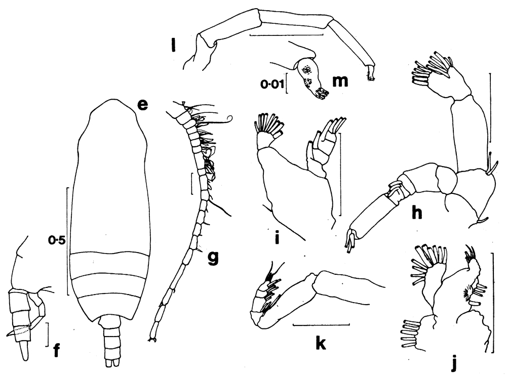 Species Aetideus arcuatus - Plate 7 of morphological figures