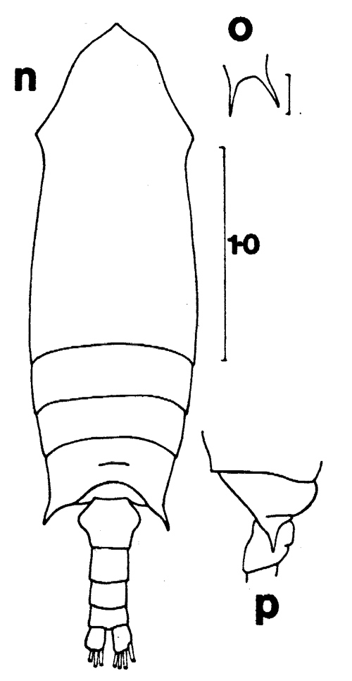 Espce Aetideopsis carinata - Planche 6 de figures morphologiques
