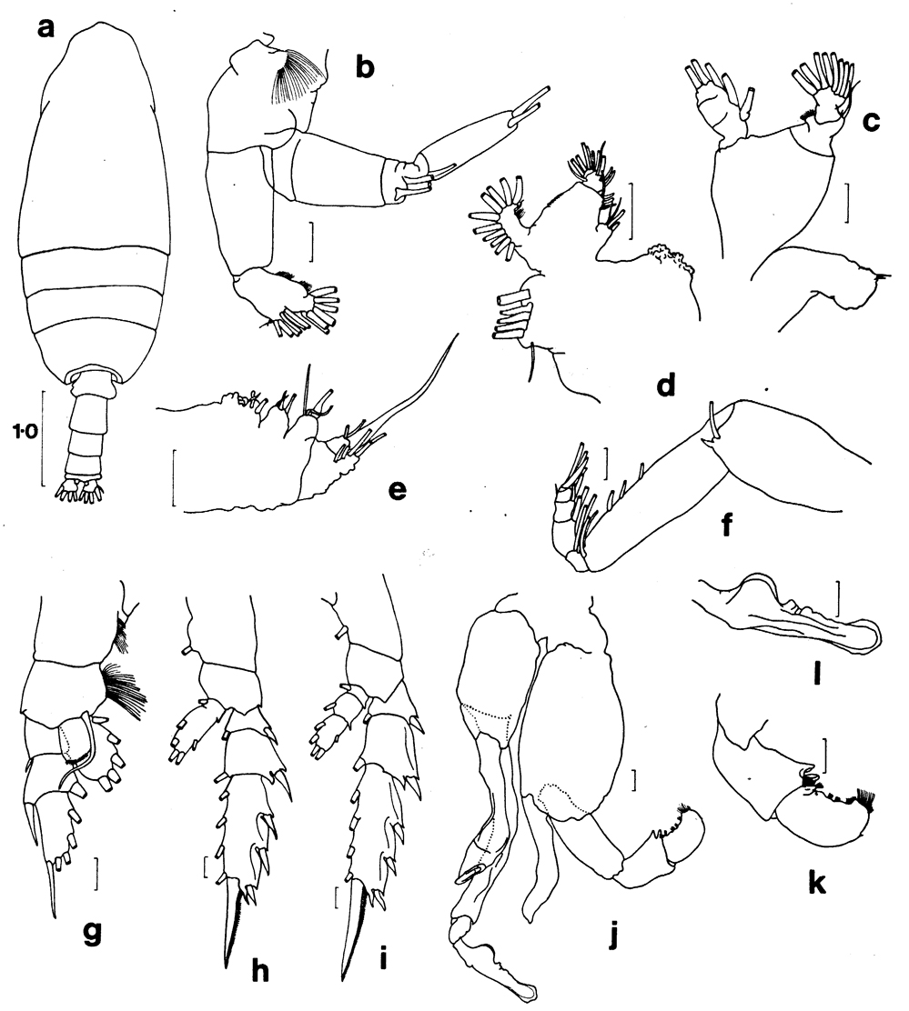 Species Pseudochirella obesa - Plate 9 of morphological figures
