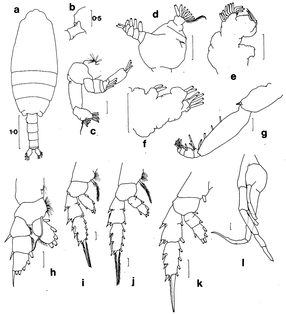 Espèce Valdiviella minor - Planche 5 de figures morphologiques