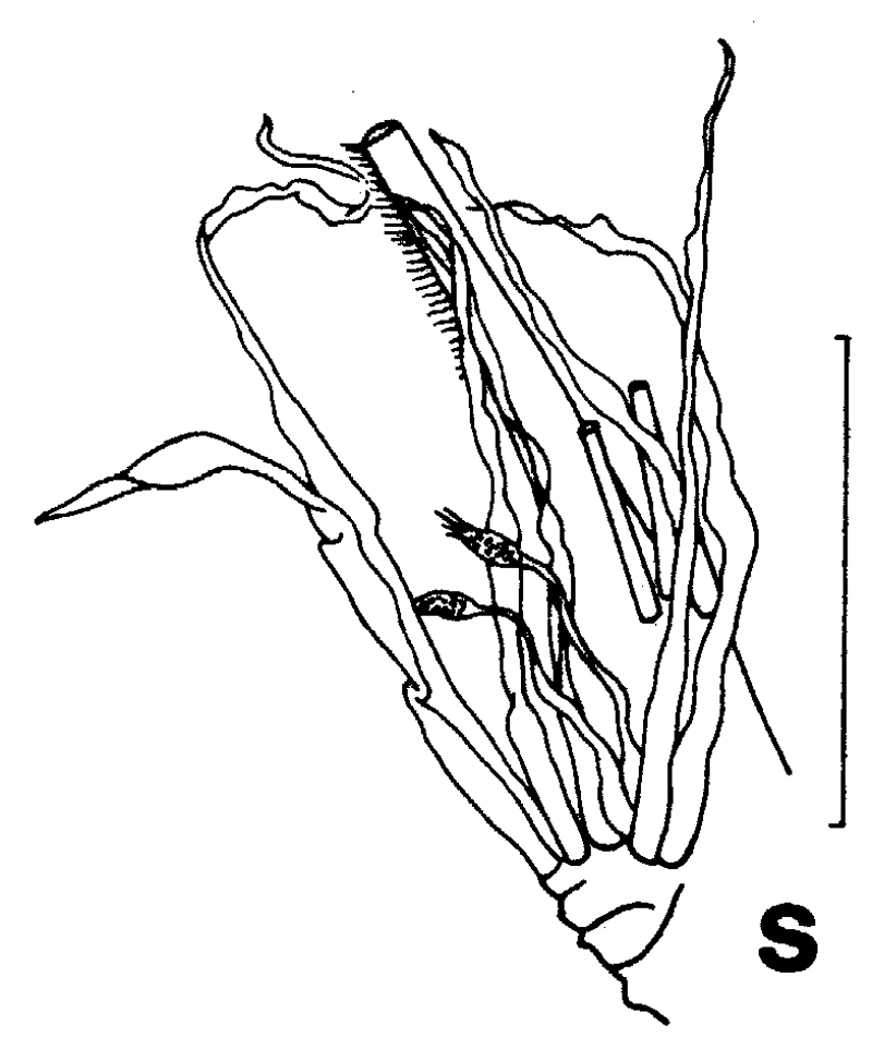 Species Pseudoamallothrix laminata - Plate 7 of morphological figures