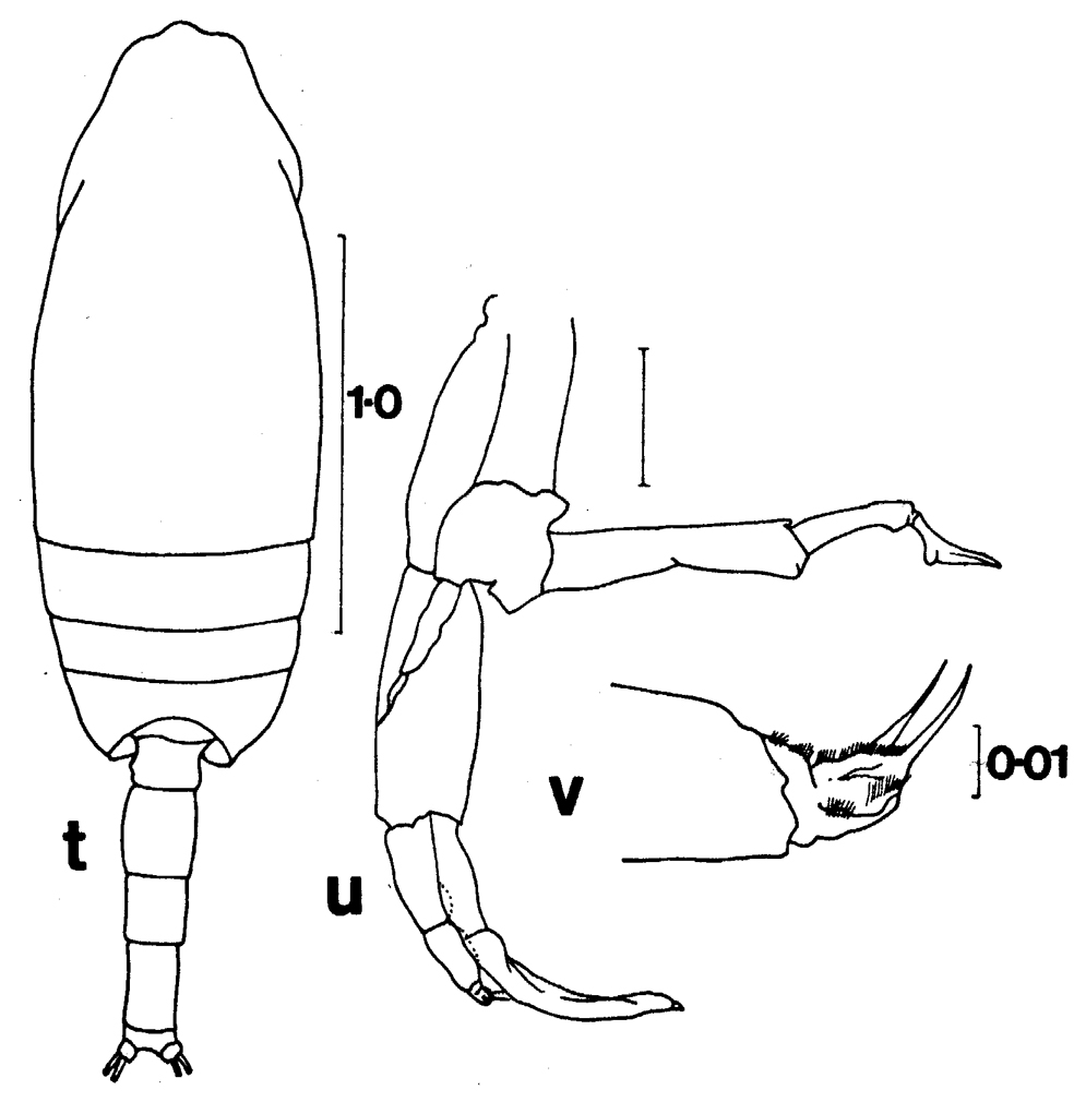 Espce Pseudoamallothrix laminata - Planche 8 de figures morphologiques