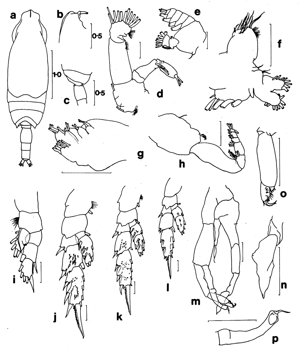 Espce Lophothrix latipes - Planche 11 de figures morphologiques
