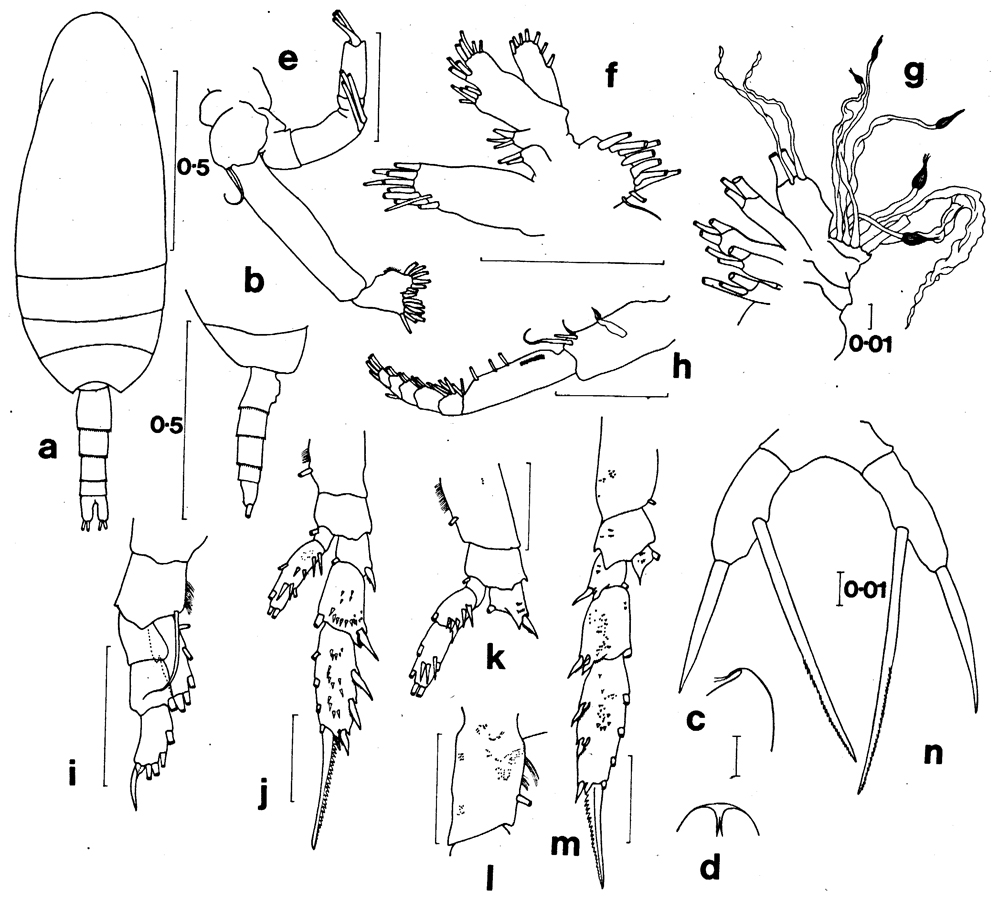 Espèce Scaphocalanus difficilis - Planche 2 de figures morphologiques