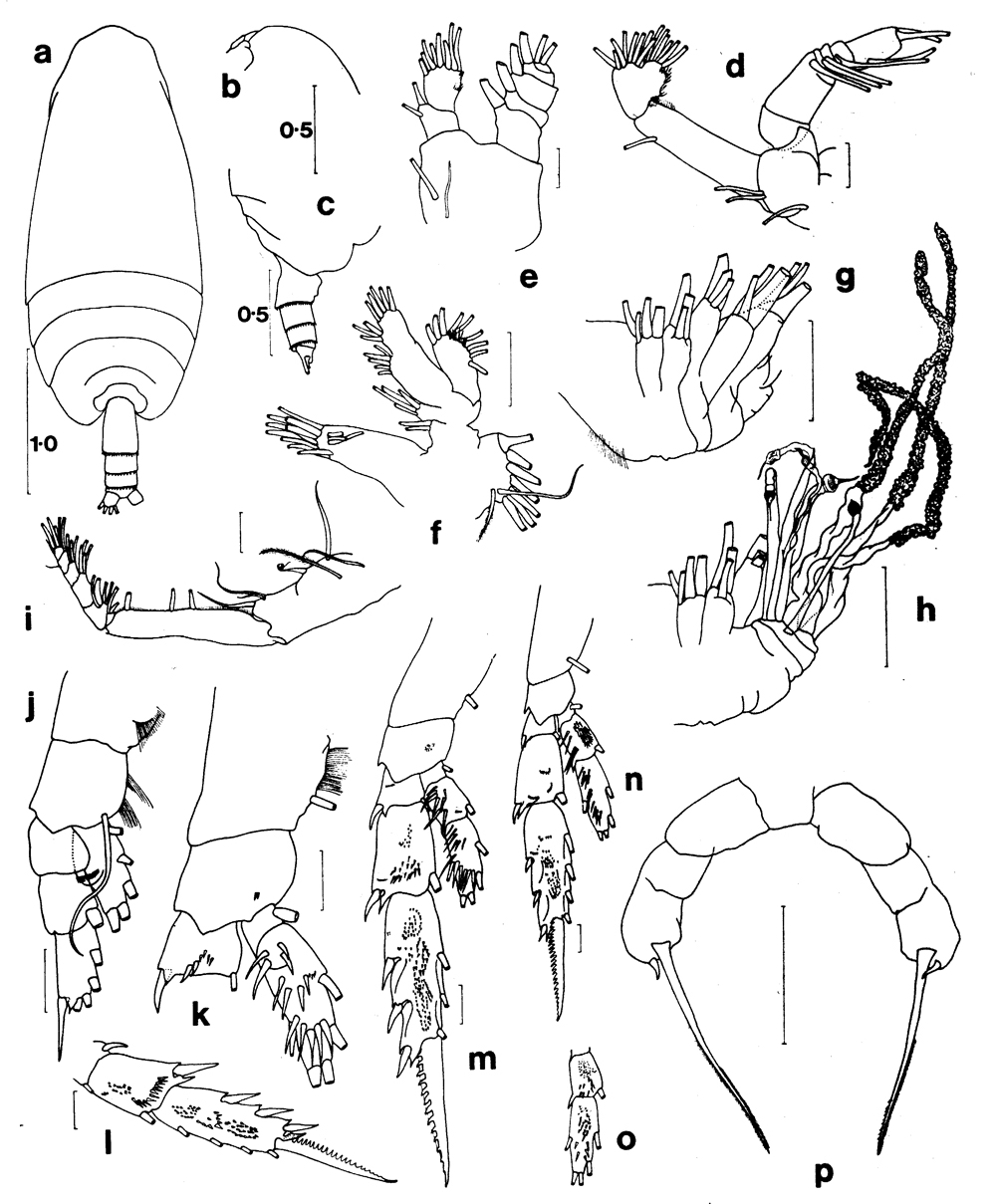 Espèce Amallothrix aspinosa - Planche 1 de figures morphologiques