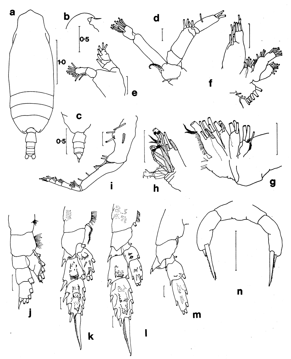 Espce Pseudoamallothrix canariensis - Planche 1 de figures morphologiques