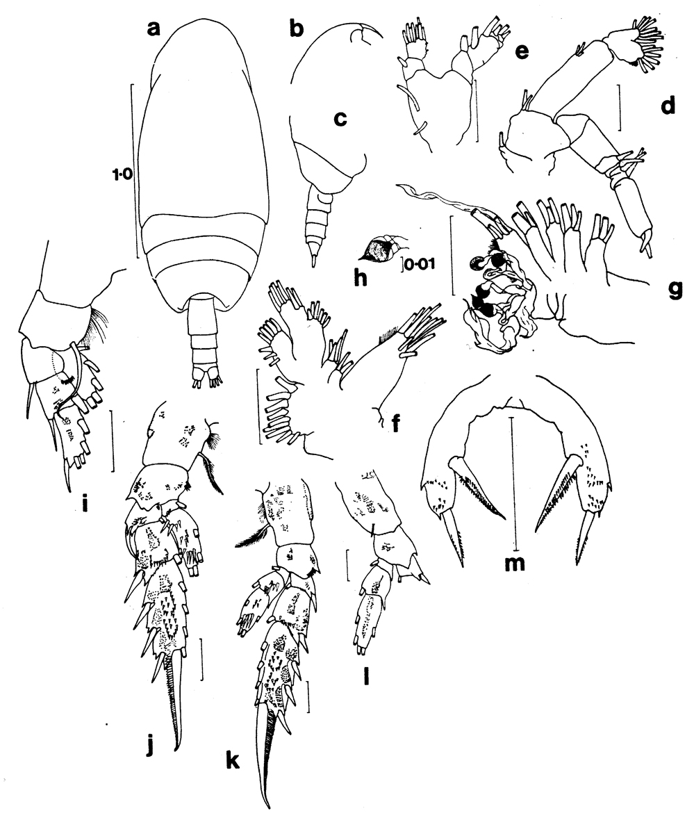 Espèce Amallothrix falcifer - Planche 2 de figures morphologiques