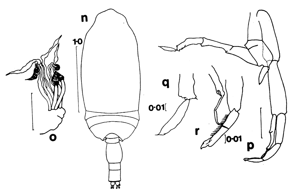 Espèce Amallothrix falcifer - Planche 3 de figures morphologiques