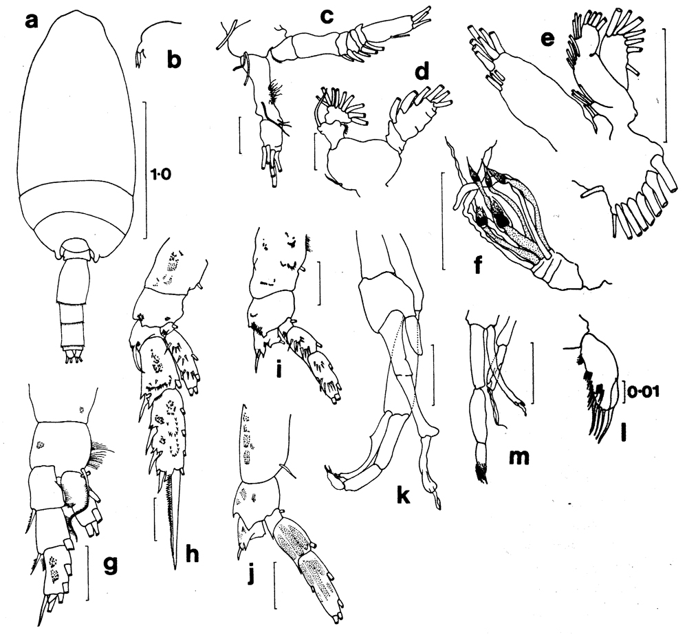 Species Amallothrix sp. - Plate 1 of morphological figures