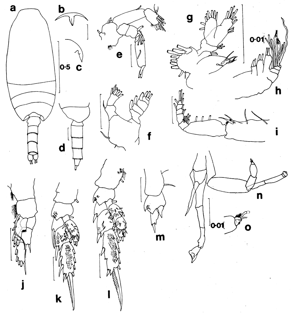 Species Amallothrix lobophora - Plate 6 of morphological figures