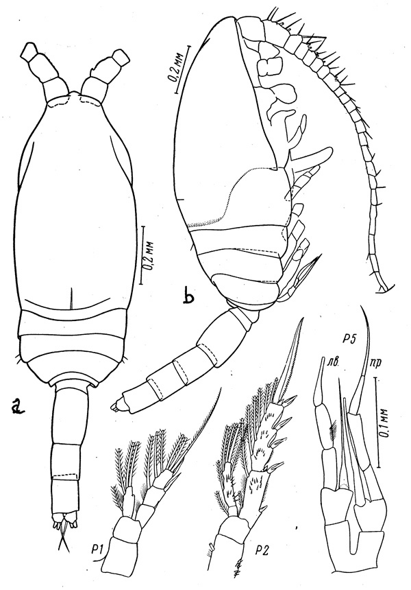 Espce Spinocalanus brevicaudatus - Planche 3 de figures morphologiques