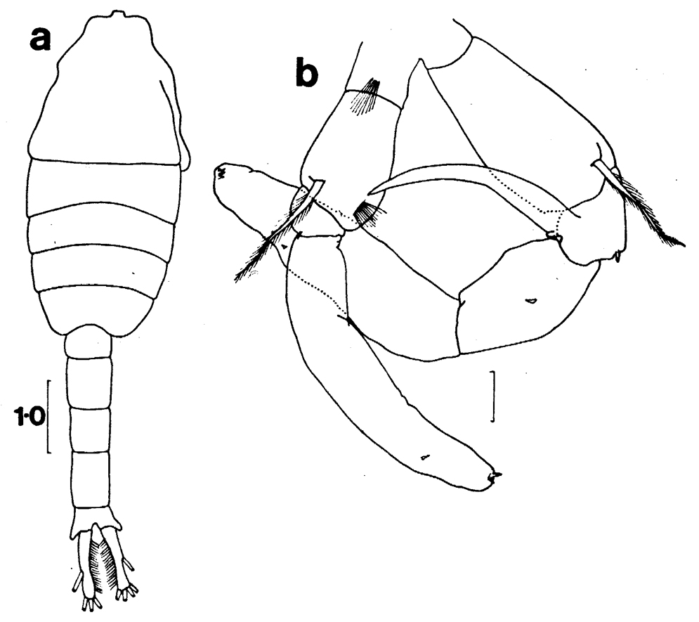 Espèce Metridia alata - Planche 2 de figures morphologiques