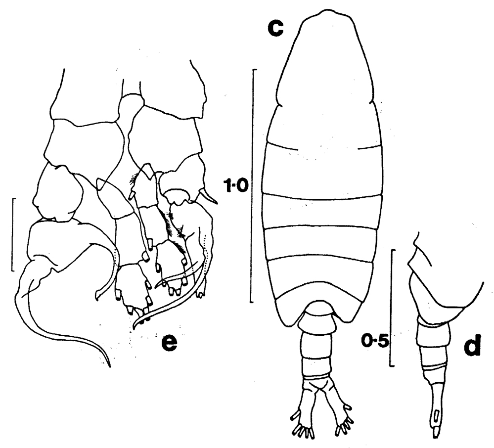 Species Centropages caribbeanensis - Plate 3 of morphological figures
