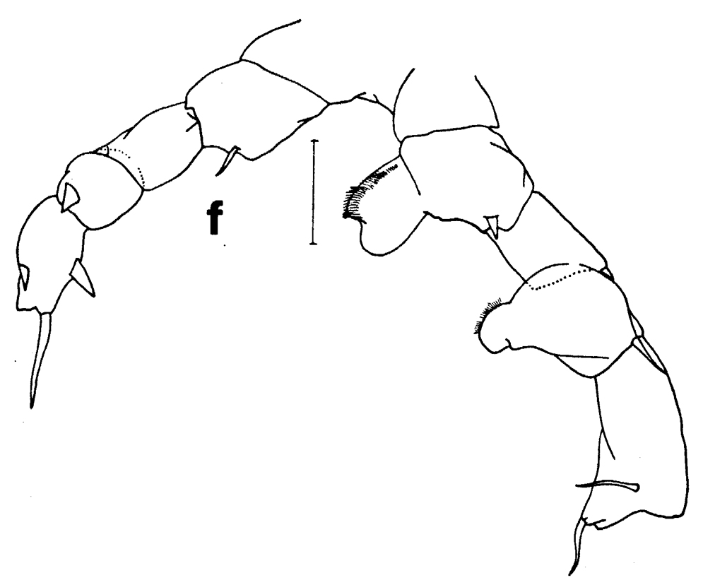 Espce Paraheterorhabdus (Paraheterorhabdus) vipera - Planche 11 de figures morphologiques