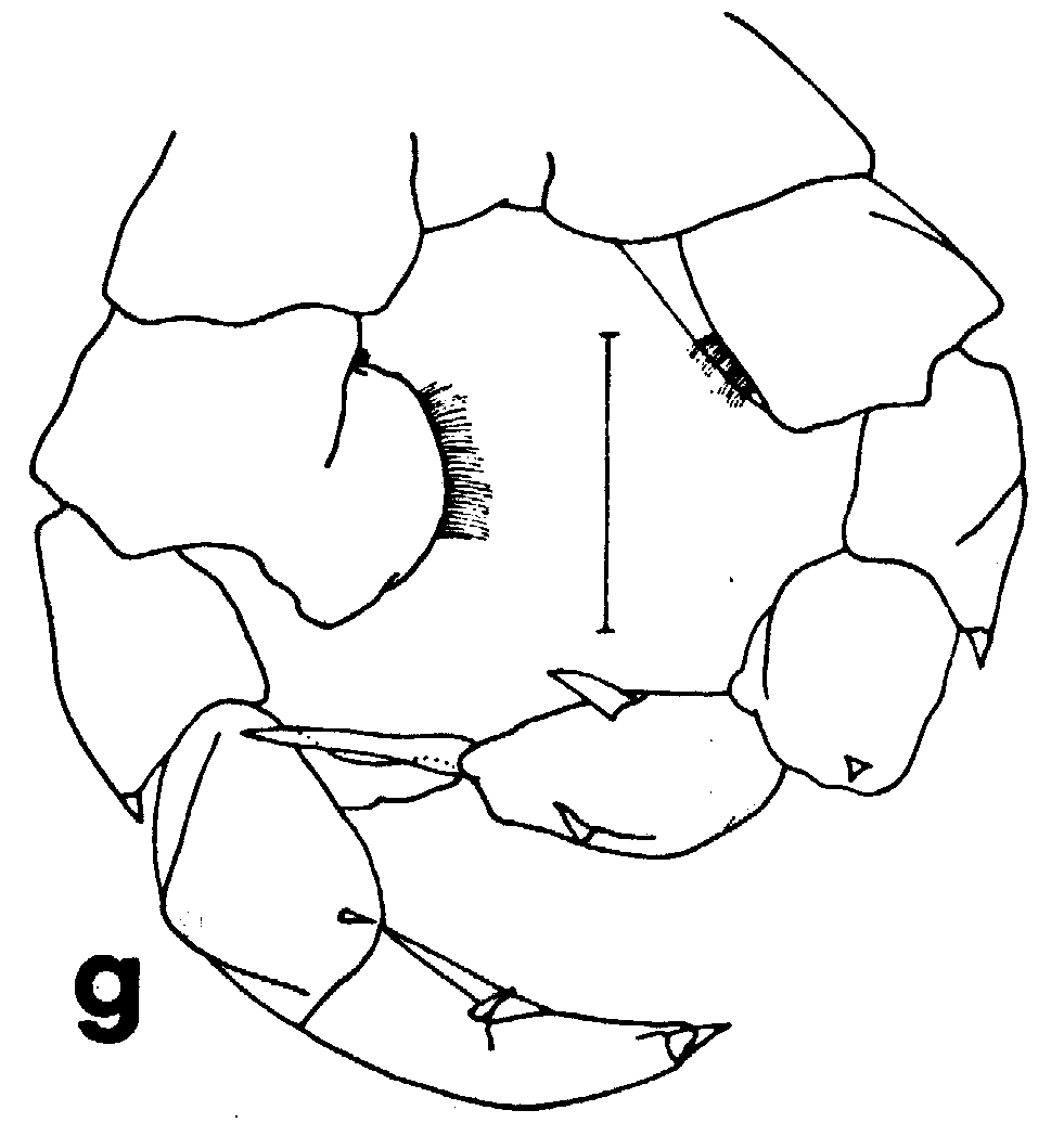 Espce Paraheterorhabdus (Paraheterorhabdus) vipera - Planche 10 de figures morphologiques