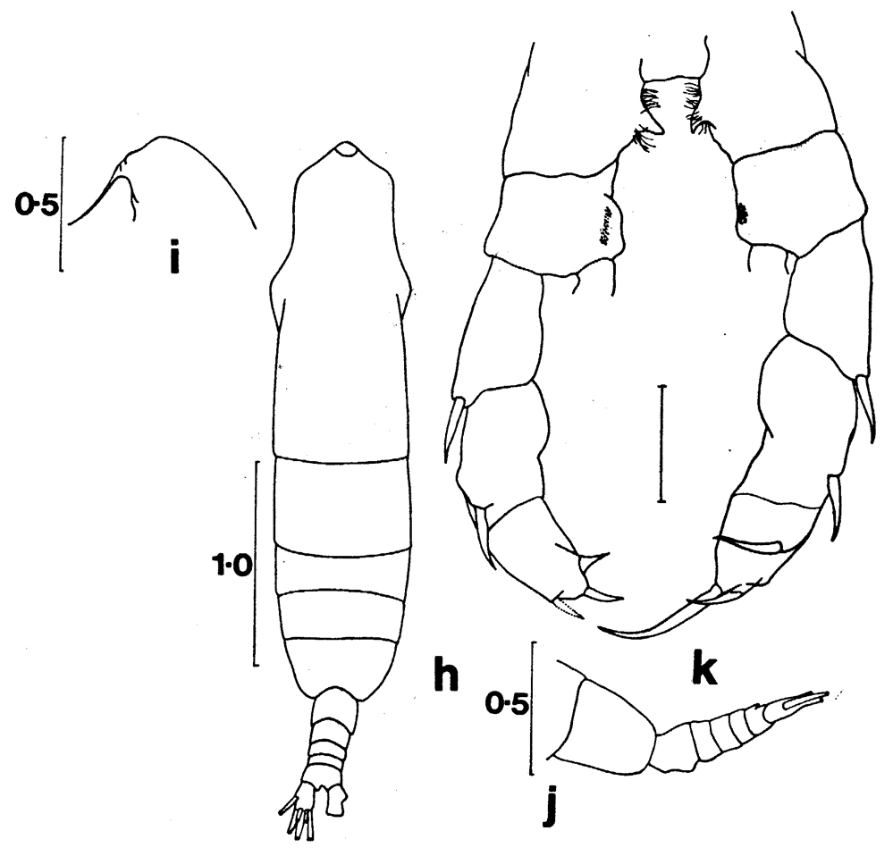 Species Haloptilus angusticeps - Plate 3 of morphological figures