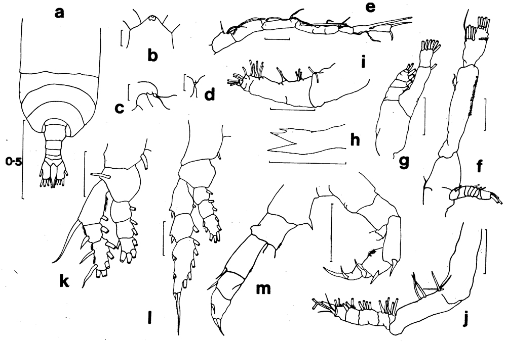 Espèce Haloptilus paralongicirrus - Planche 5 de figures morphologiques
