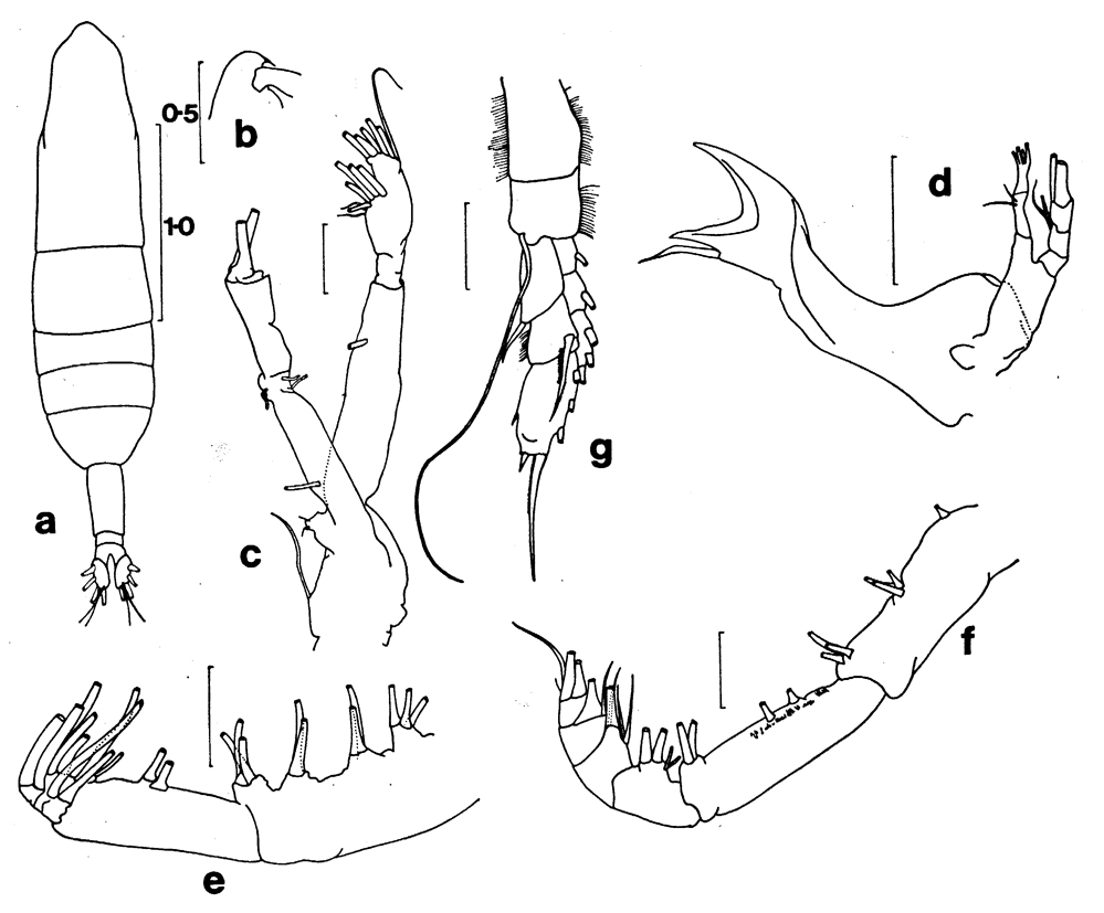 Species Euaugaptilus atlanticus - Plate 1 of morphological figures