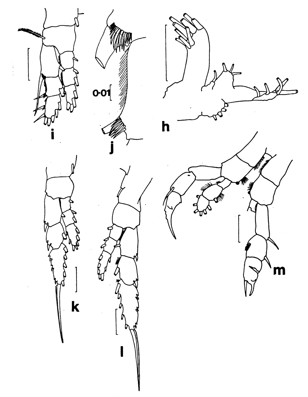 Espce Euaugaptilus atlanticus - Planche 2 de figures morphologiques