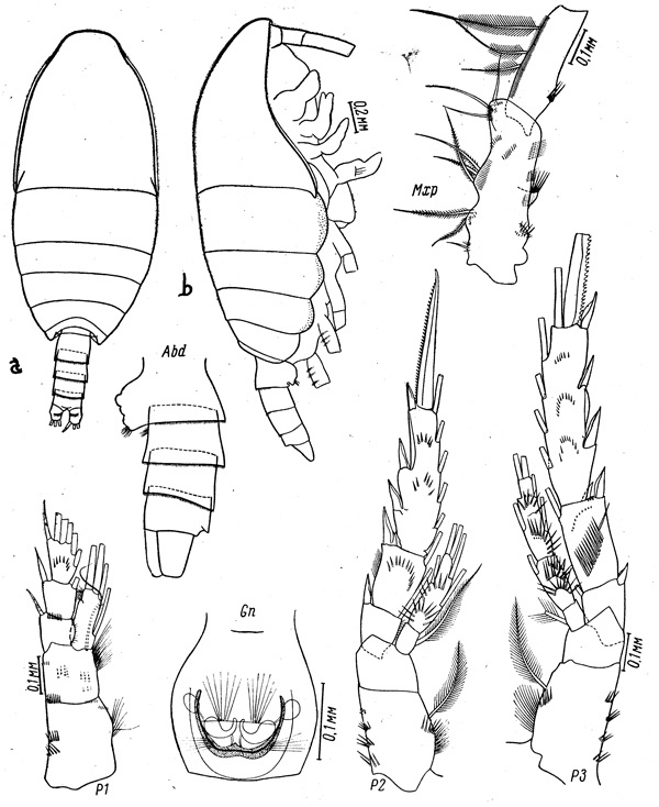 Espce Spinocalanus stellatus - Planche 1 de figures morphologiques