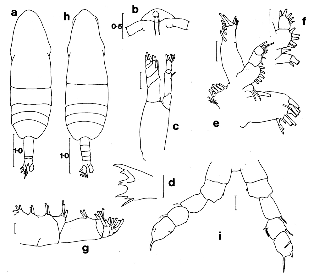 Espèce Euaugaptilus maxillaris - Planche 6 de figures morphologiques