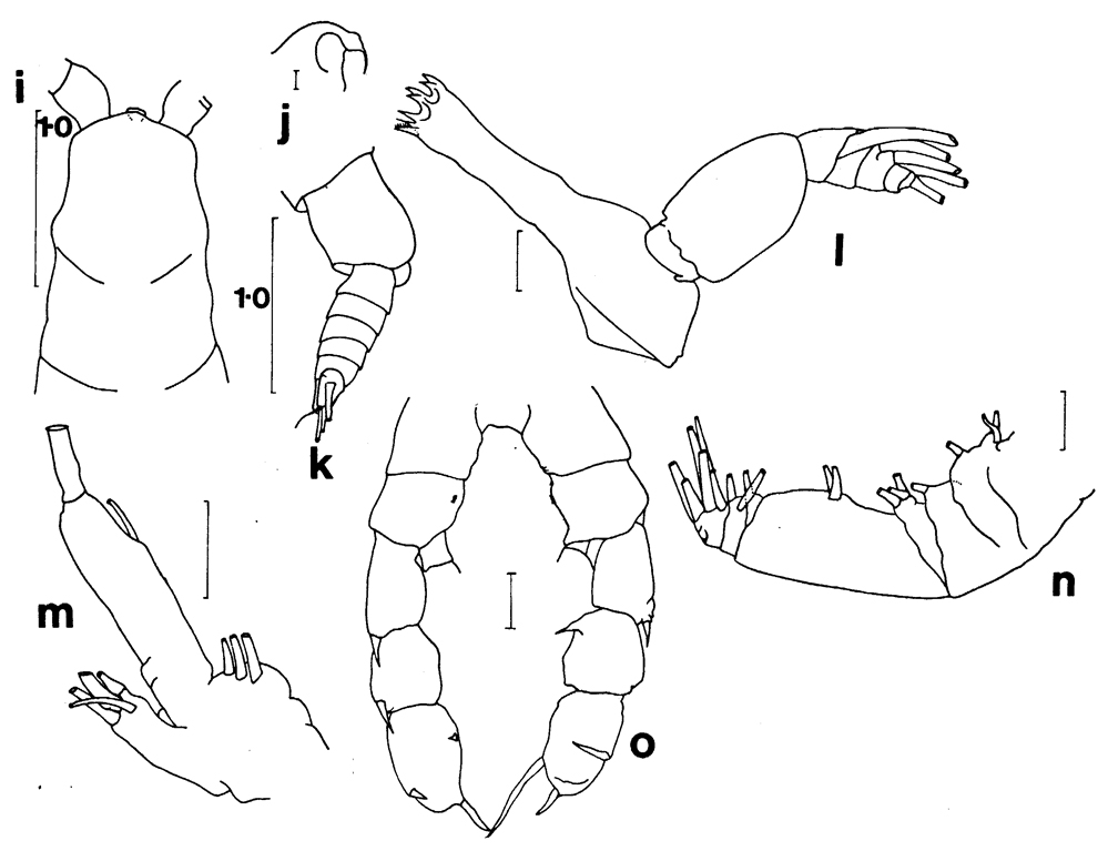 Espce Euaugaptilus rigidus - Planche 5 de figures morphologiques