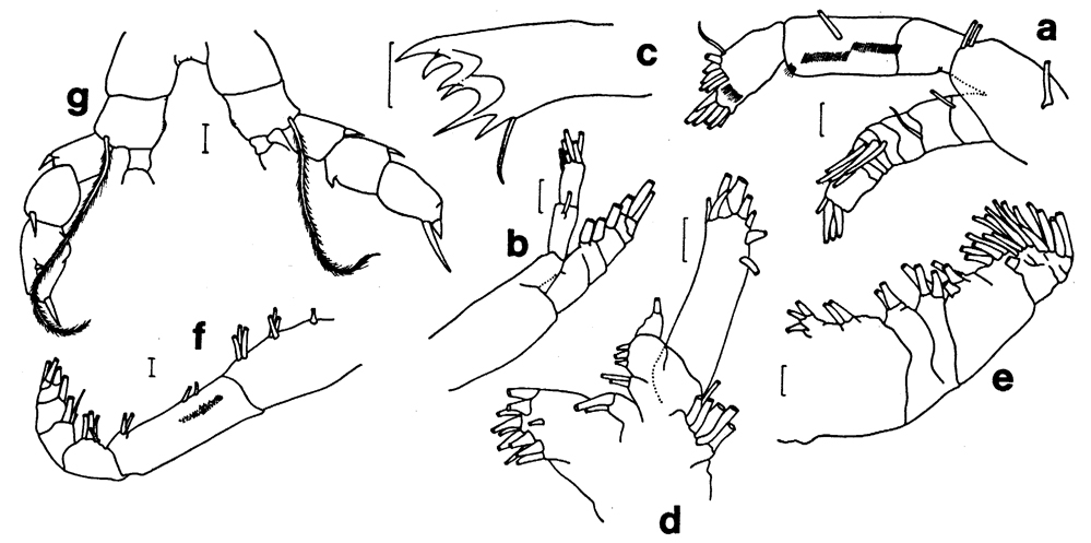 Espce Euaugaptilus hyperboreus - Planche 4 de figures morphologiques