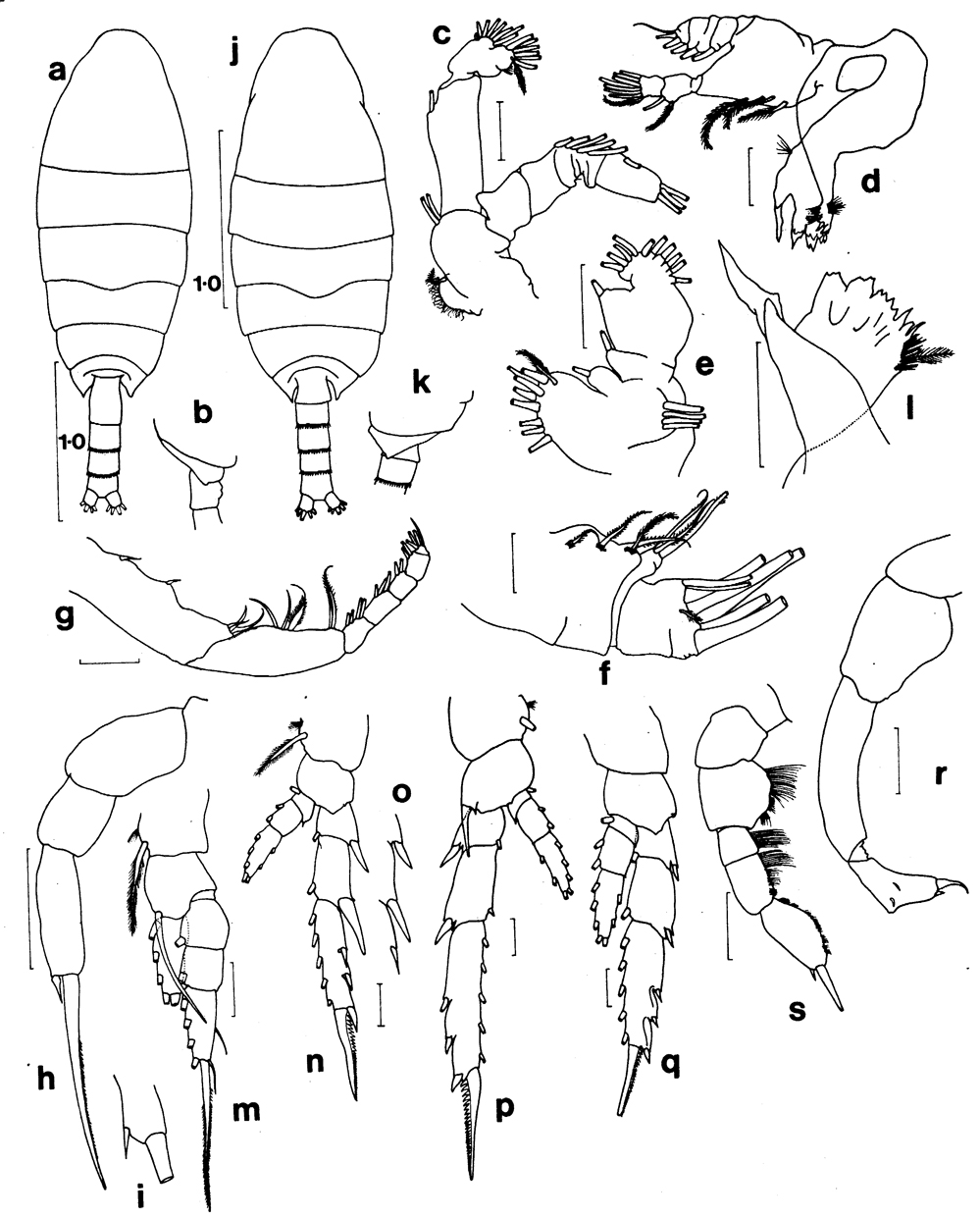 Species Temorites sarsi - Plate 5 of morphological figures